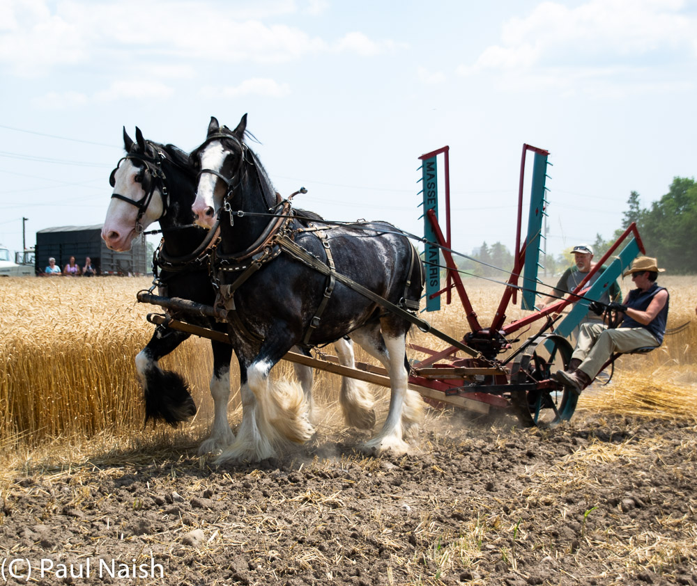 Reaper - Cut and gather (windrow) a  crop