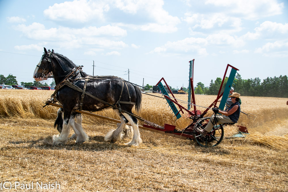 Reaper - Cut and gather (windrow) a  crop
