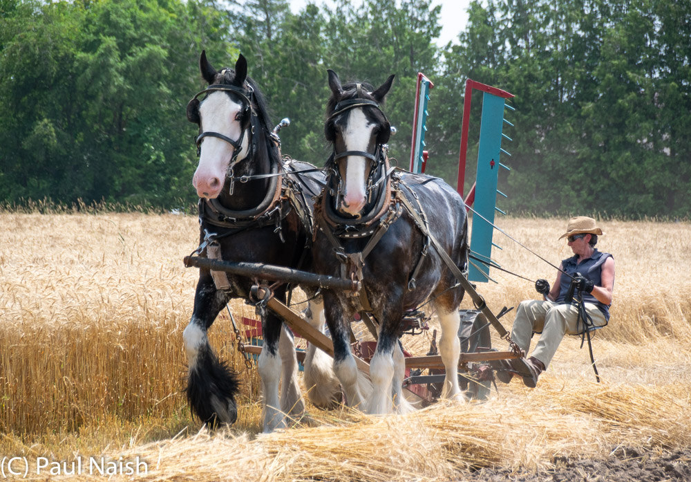 Reaper - Cut and gather (windrow) a  crop