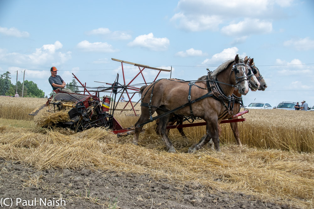 Reaper Binder - Mows and binds wheat sheaves with twine.