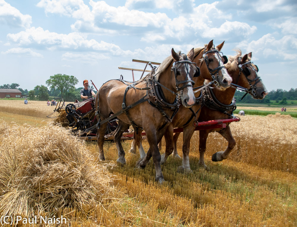 Reaper Binder - Mows and binds wheat sheaves with twine.