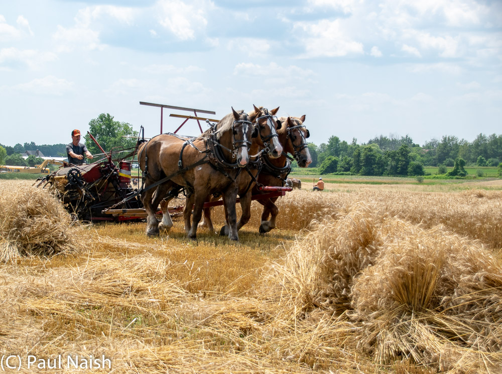 Reaper Binder - Mows and binds wheat sheaves with twine.