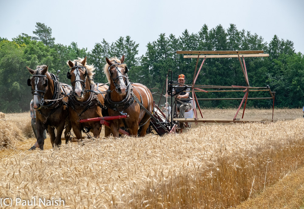 Reaper Binder - Mows and binds wheat sheaves with twine.