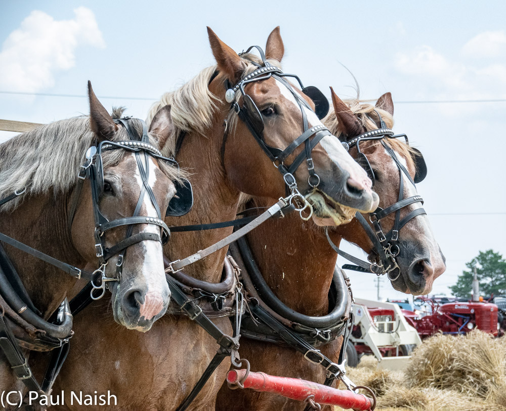 2019 Antique Farm Equipment Demo