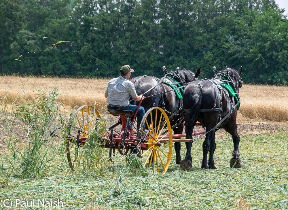 Hay Tedder - Has moving forks to aerate or 