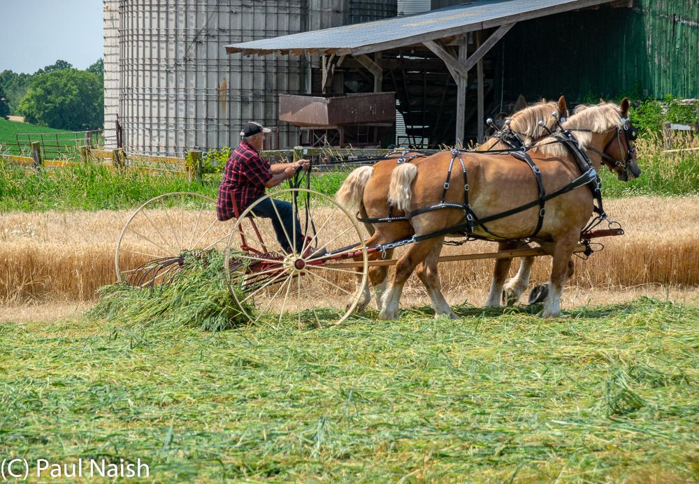 Rake - Raking grass for hay