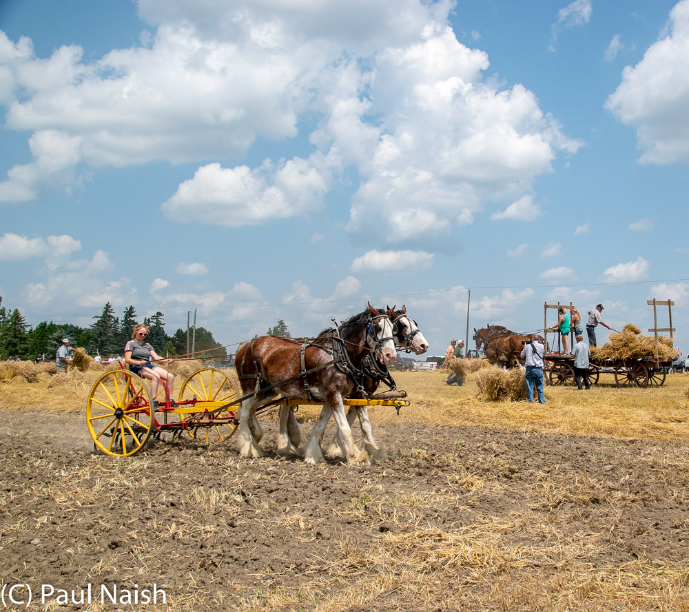 Cultivator (left) gather wheat sheaves (right)