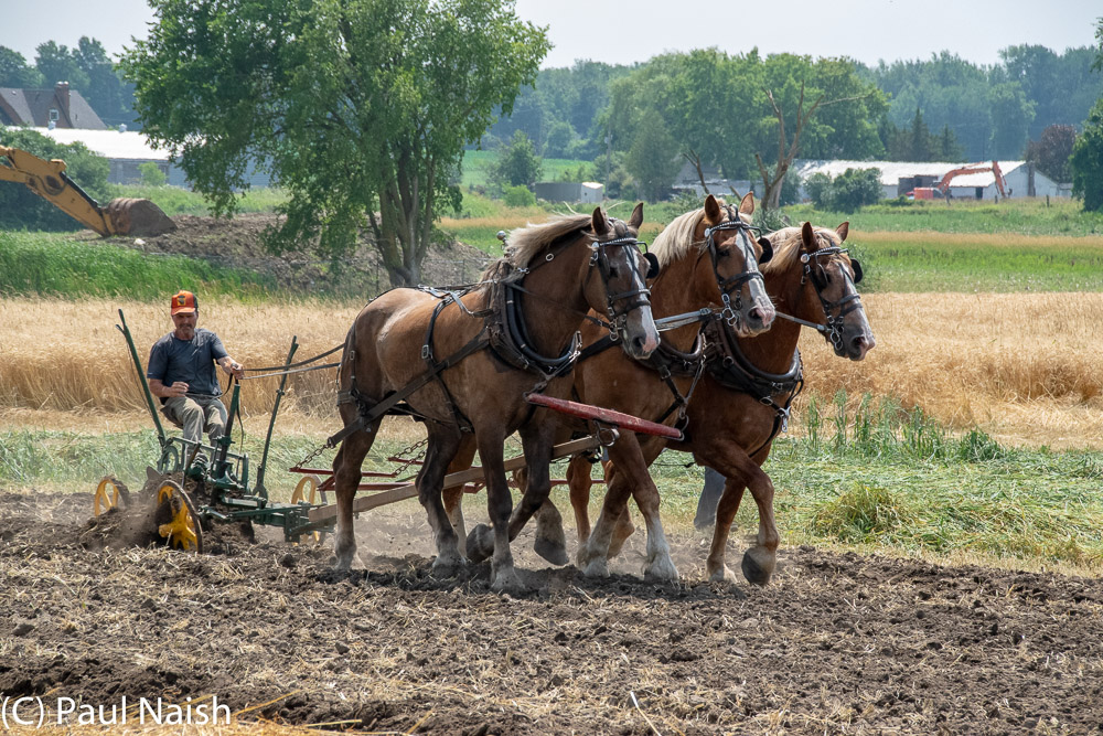 Plow (or Plough) - Used for initial cultivation in preparation for  planting